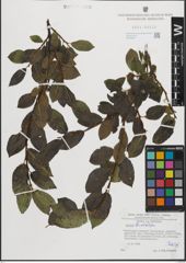 Foto von Salix mielichhoferi Saut.